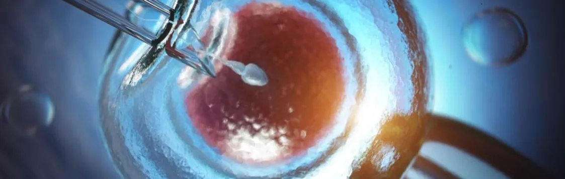 An egg being fertilised under a microscope during IVF